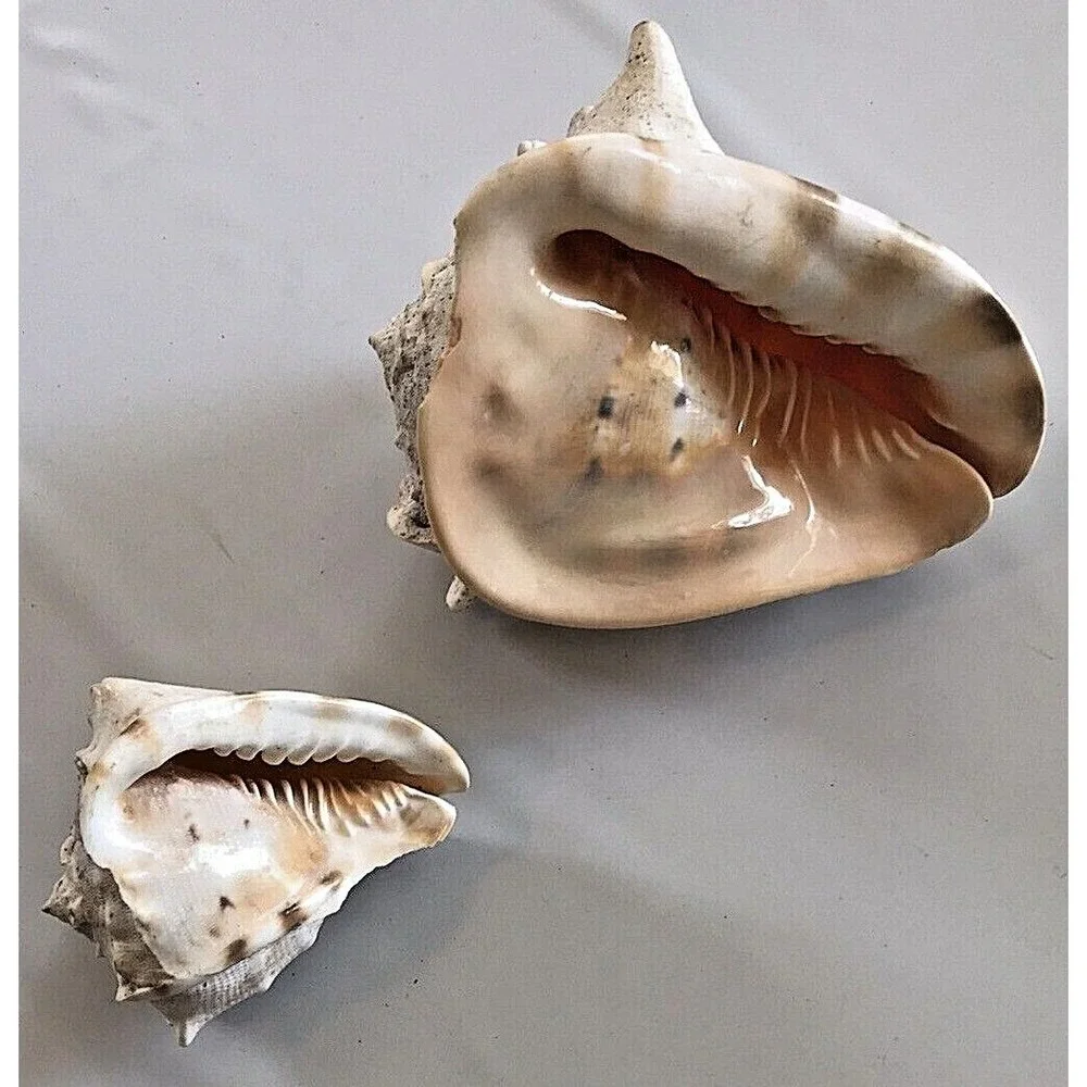 Conch Shells 6.5